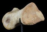 Tyrannosaur Toe Bone On Stand - Aguja Formation, Texas #51398-4